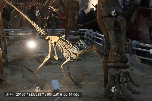 恐龍骨架