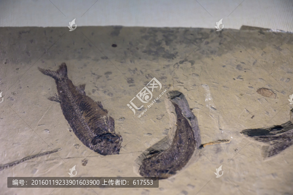 魚類化石