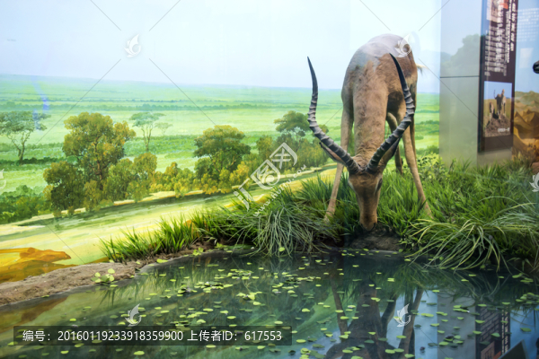鹿標(biāo)本