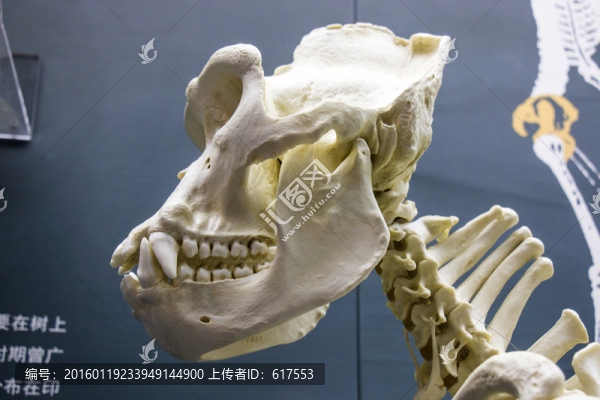 猿猴骨骼