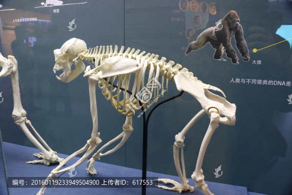猿猴骨架