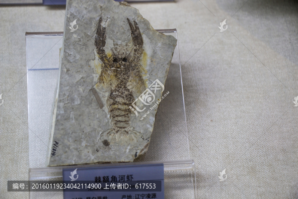 棘額角河蝦化石
