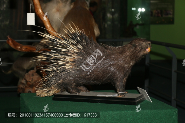 豪豬標(biāo)本