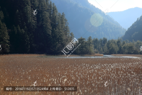 蘆花海