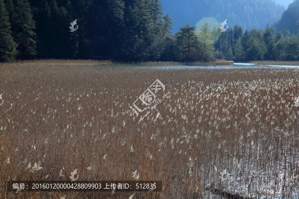 蘆花海