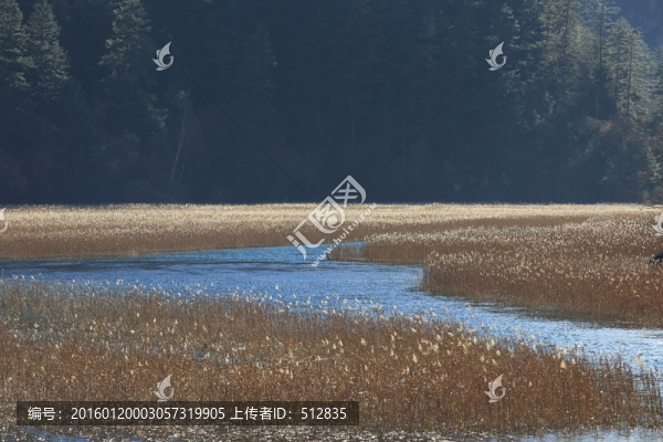蘆花海