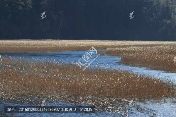 蘆花海
