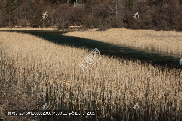 蘆花海