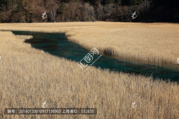 蘆花海