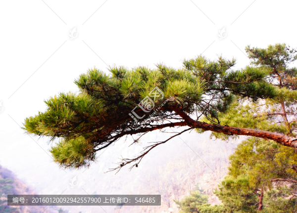 松枝