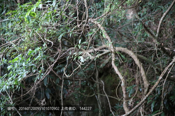 深山老樹,藤蔓