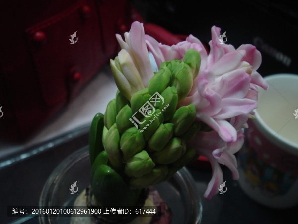 風(fēng)信子