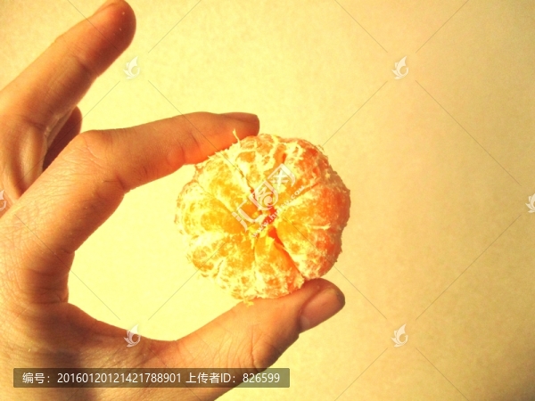 柑橘果肉,手持柑橘果肉