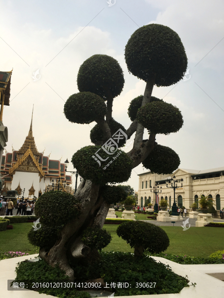 樹(shù)木盆栽