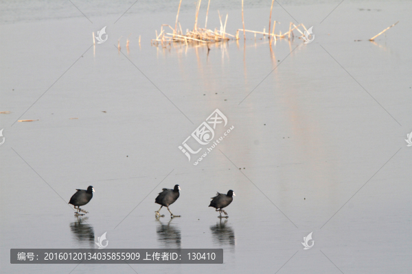 白骨頂