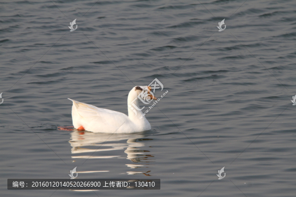 大白鵝