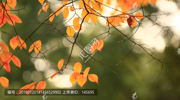 黃色樹葉