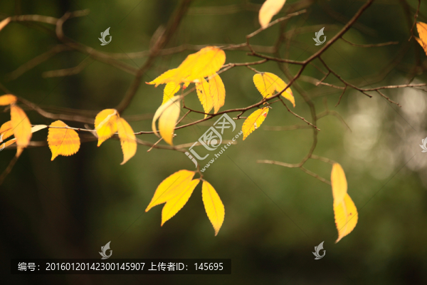 黃樹(shù)葉