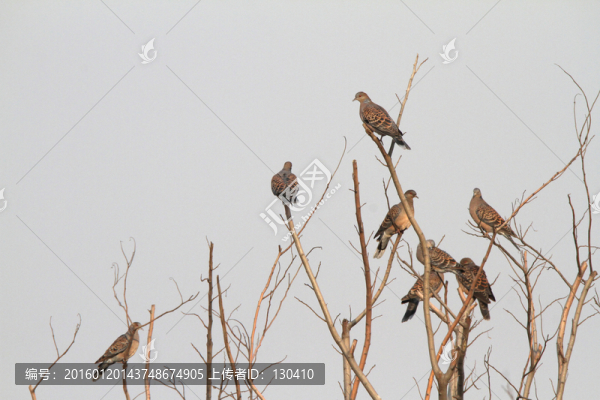 山斑鳩