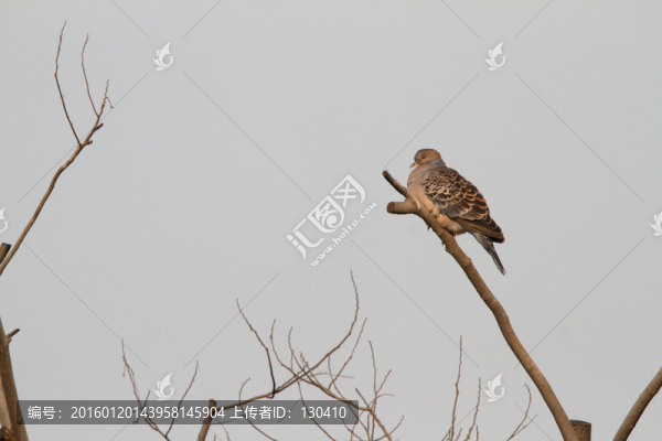 山斑鳩