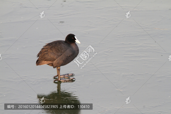 白骨頂雞