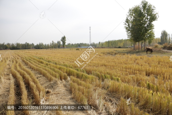 豐收的田野