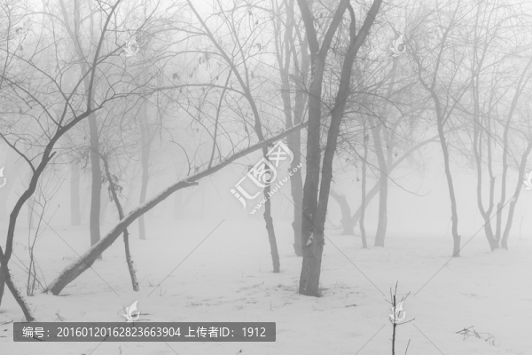 樹林