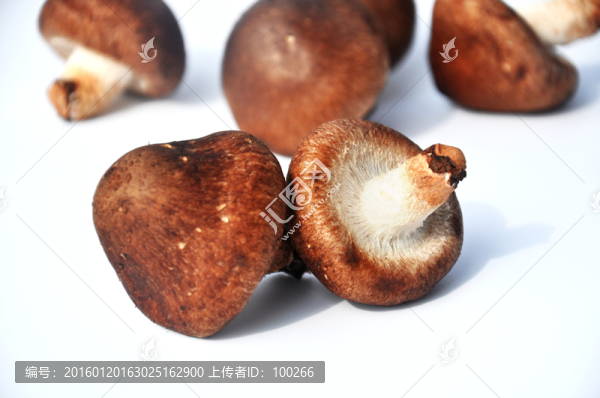 新鮮香菇