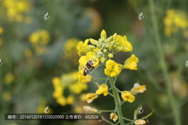 油菜花上的蜜蜂