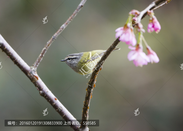 橙斑翅柳鶯,櫻花