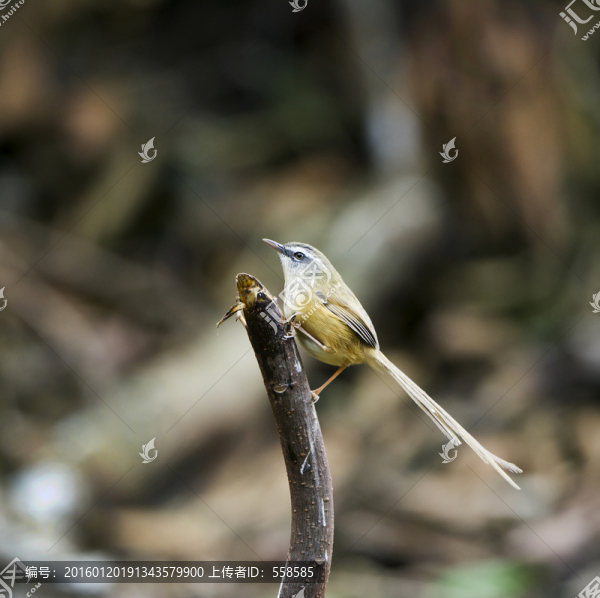 黑喉山鷦鶯,林鳥