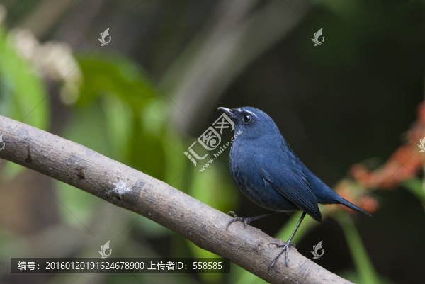 藍短翅鶇,鳥