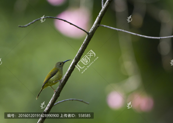 藍(lán)喉太陽(yáng)鳥,雌鳥