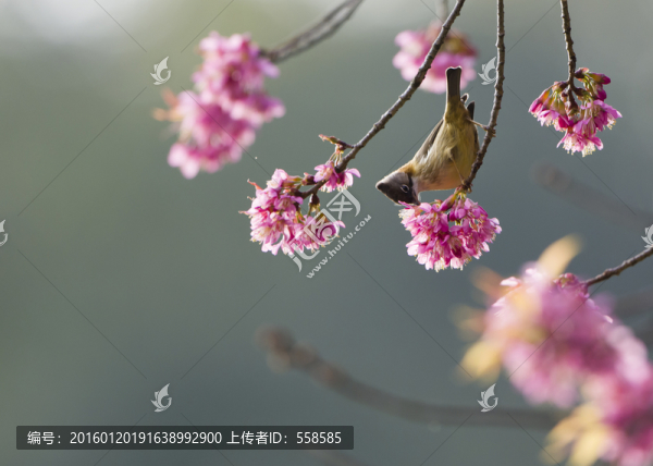 黃頸鳳鹛,櫻花