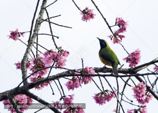 橙腹葉鵯,櫻花