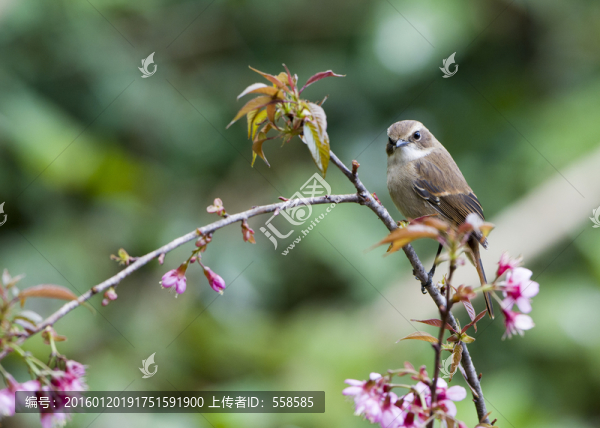 灰林鵖,櫻花