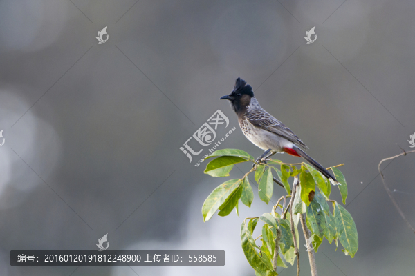黑喉紅臀鵯,林鳥