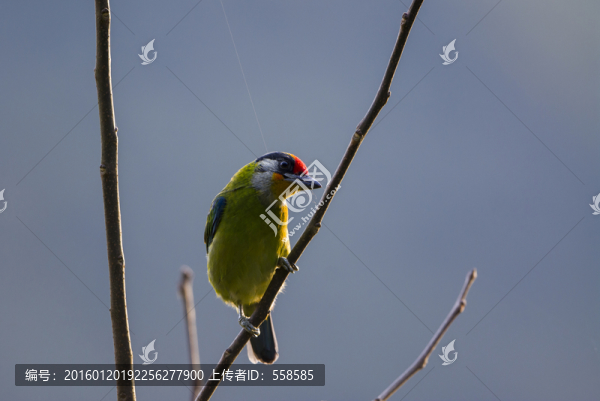 金喉擬啄木鳥