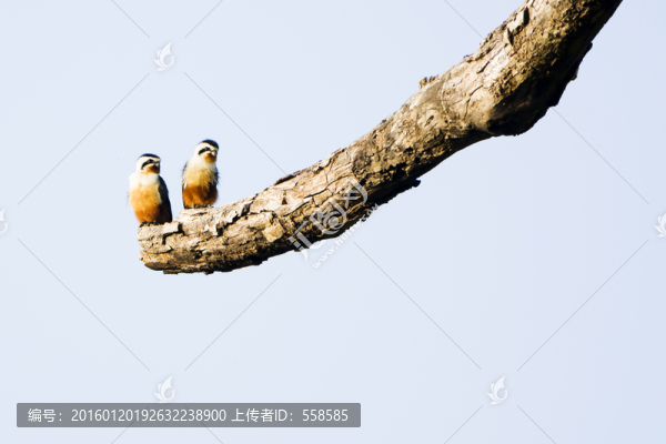 紅腿小隼,猛禽