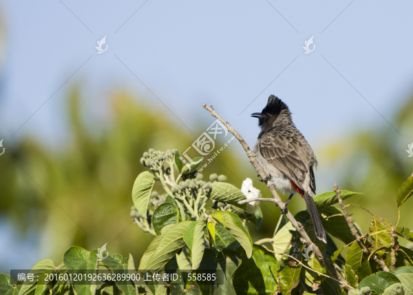 黑喉紅臀鵯,林鳥