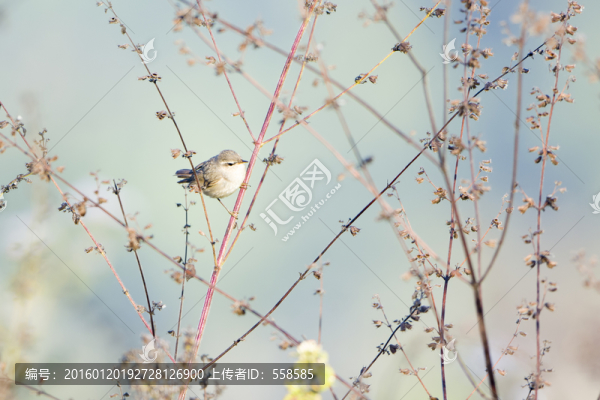 褐柳鶯,小鳥(niǎo)