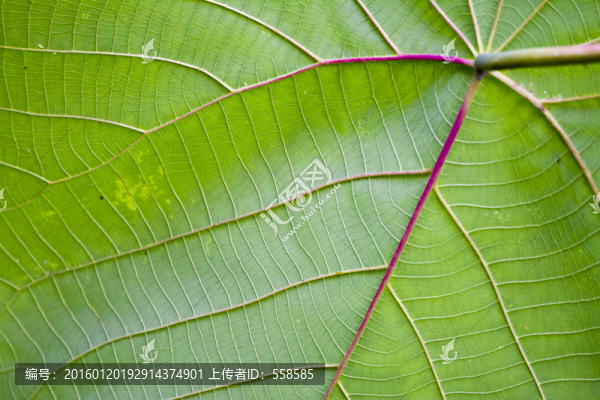 綠色葉子,葉脈