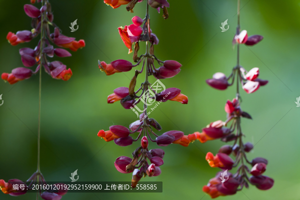 紫紅色花朵