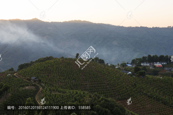 咖啡種植園