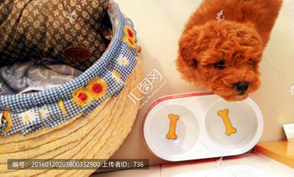 狗狗的期望