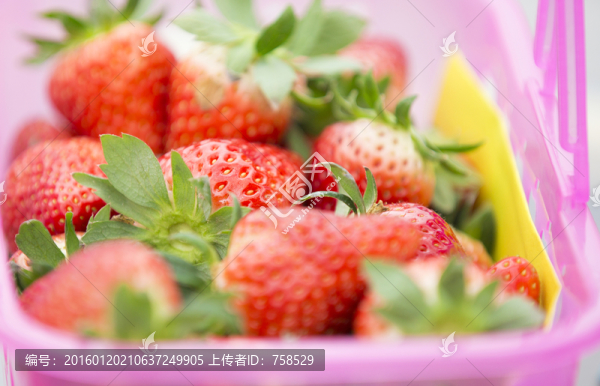 草莓