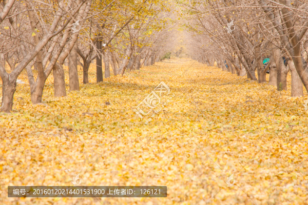 銀杏林