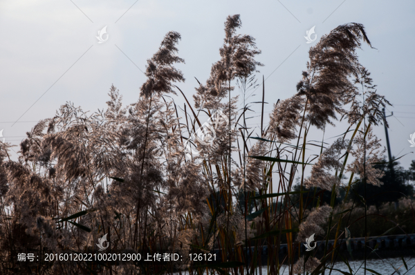 蘆葦