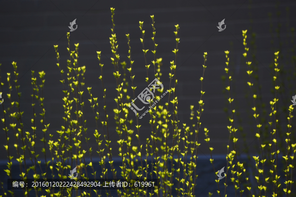 春芽,綠葉