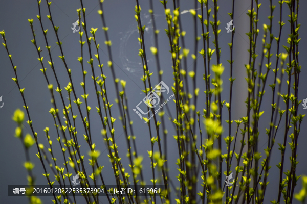 春芽,綠葉